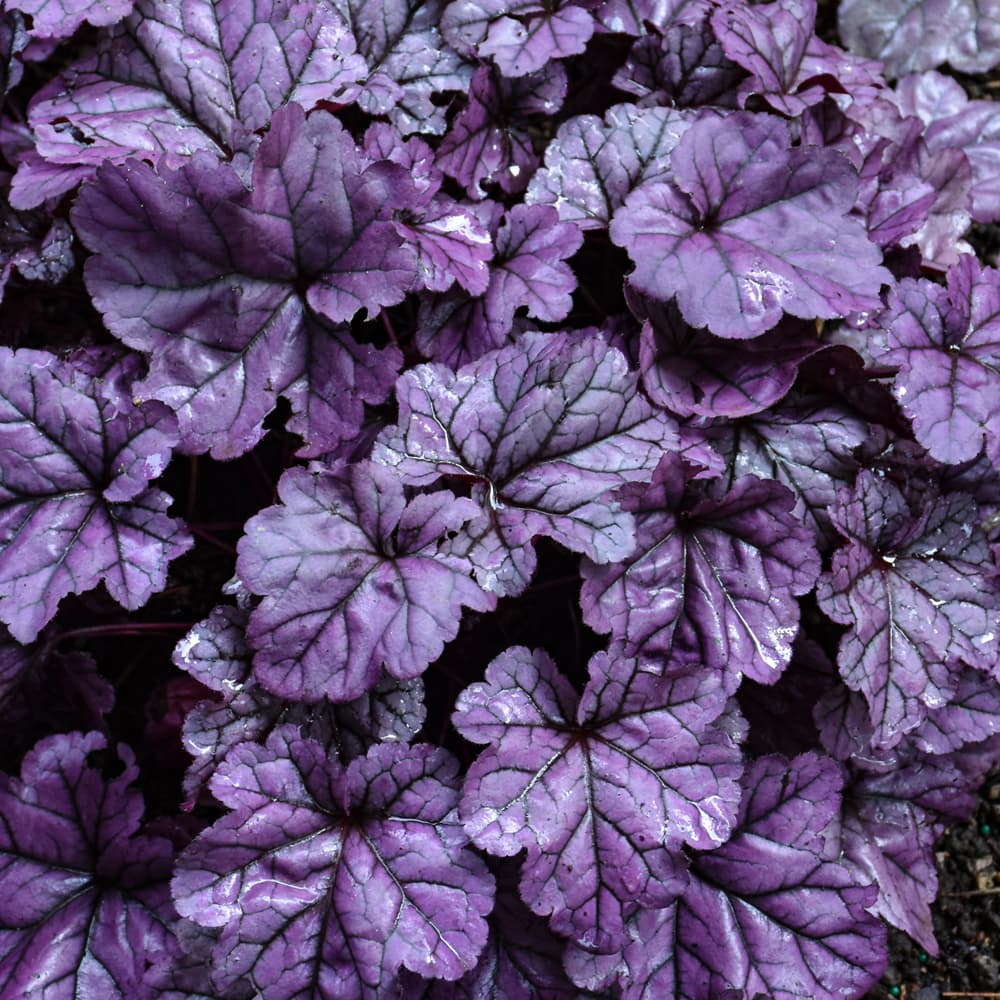 NetPS Plant Finder (www.netpsplantfinder.com)
