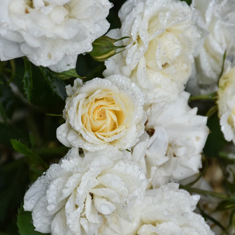 NetPS Plant Finder (www.netpsplantfinder.com)