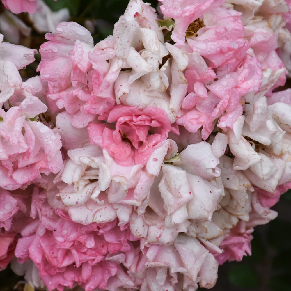 NetPS Plant Finder (www.netpsplantfinder.com)