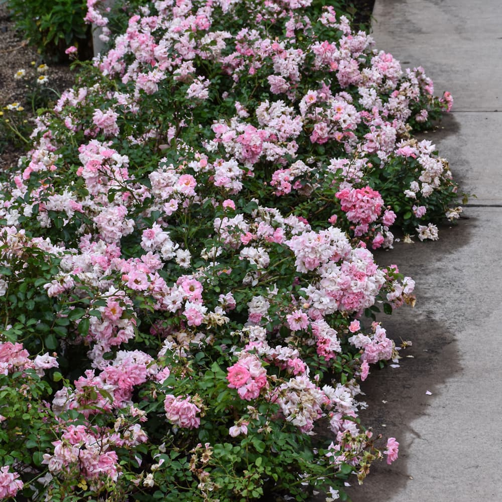 NetPS Plant Finder (www.netpsplantfinder.com)