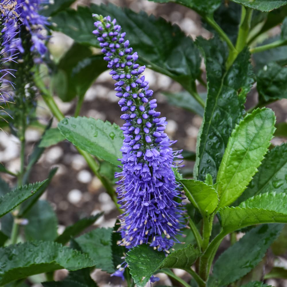 NetPS Plant Finder (www.netpsplantfinder.com)