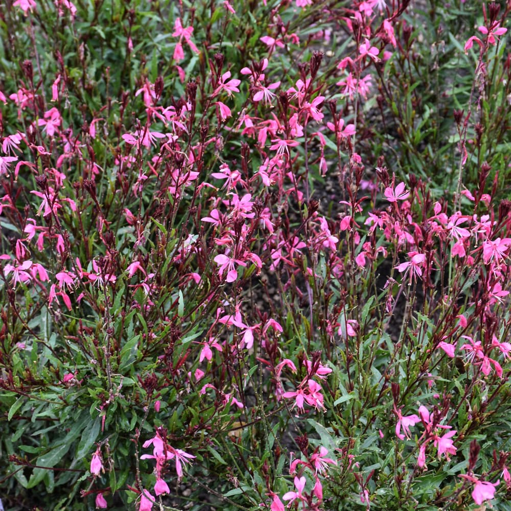 NetPS Plant Finder (www.netpsplantfinder.com)