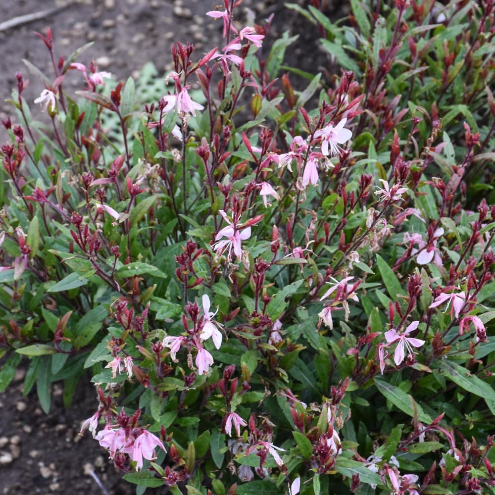 NetPS Plant Finder (www.netpsplantfinder.com)