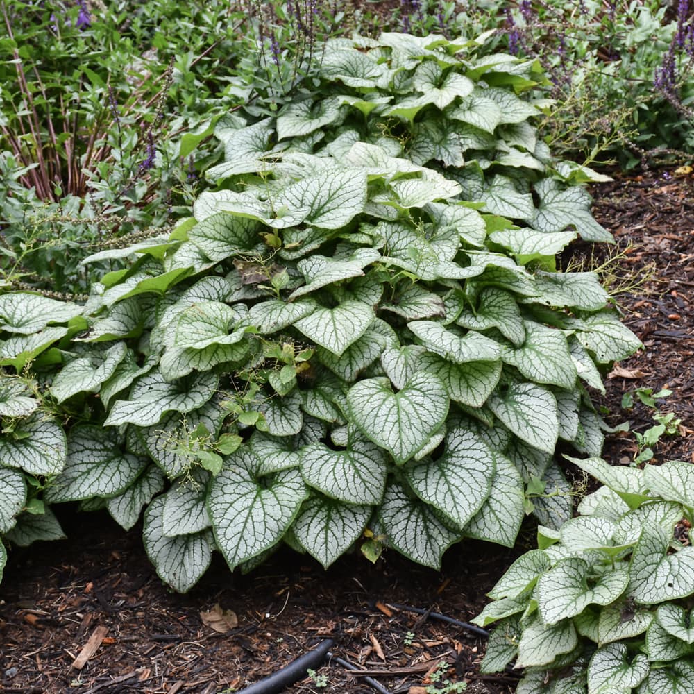 NetPS Plant Finder (www.netpsplantfinder.com)