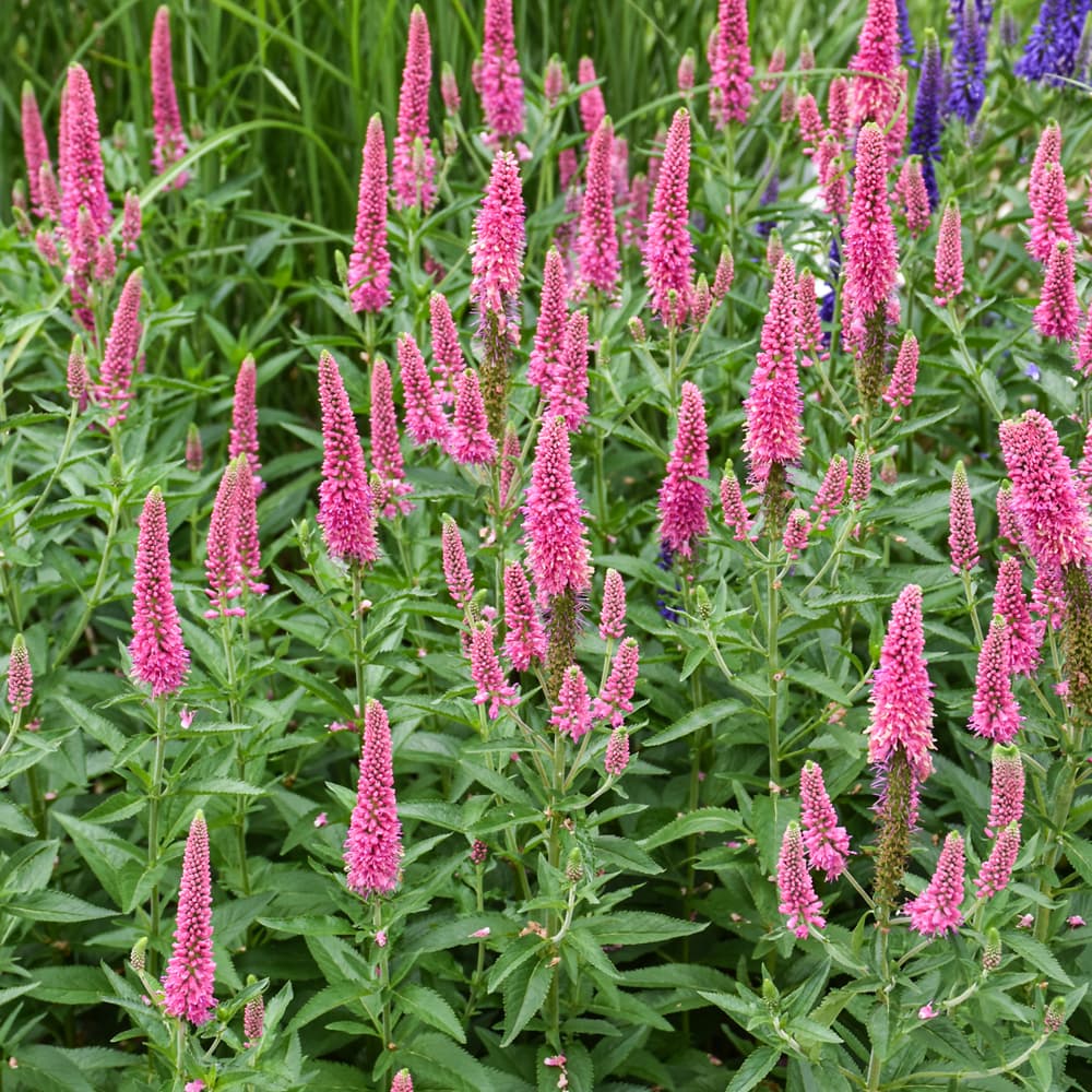 NetPS Plant Finder (www.netpsplantfinder.com)