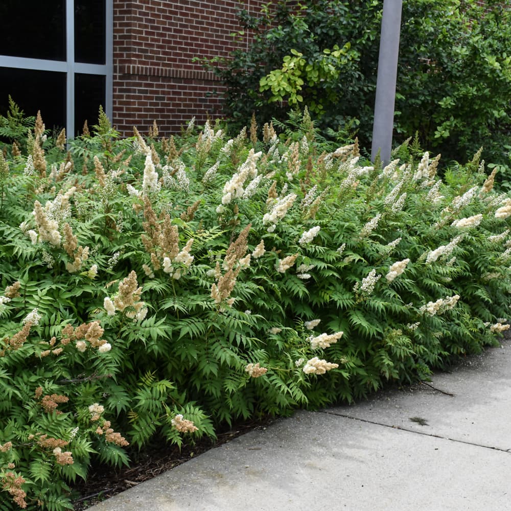 NetPS Plant Finder (www.netpsplantfinder.com)