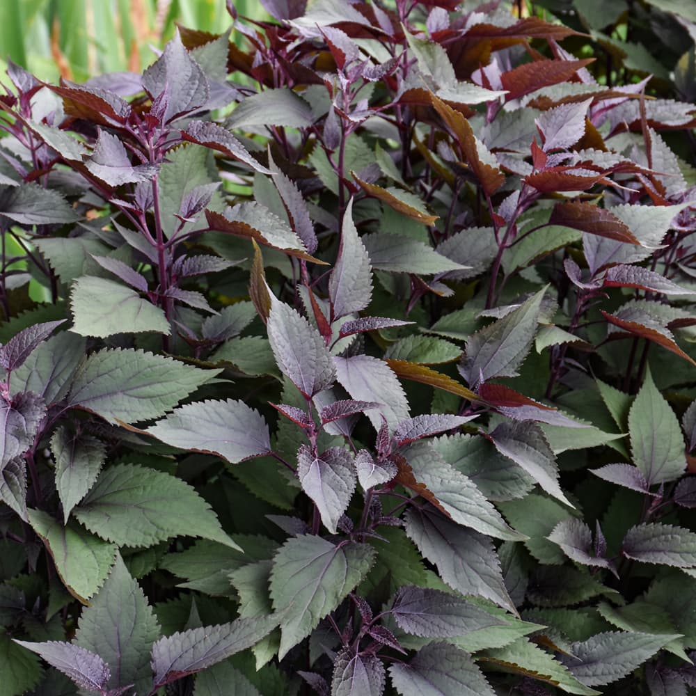 NetPS Plant Finder (www.netpsplantfinder.com)