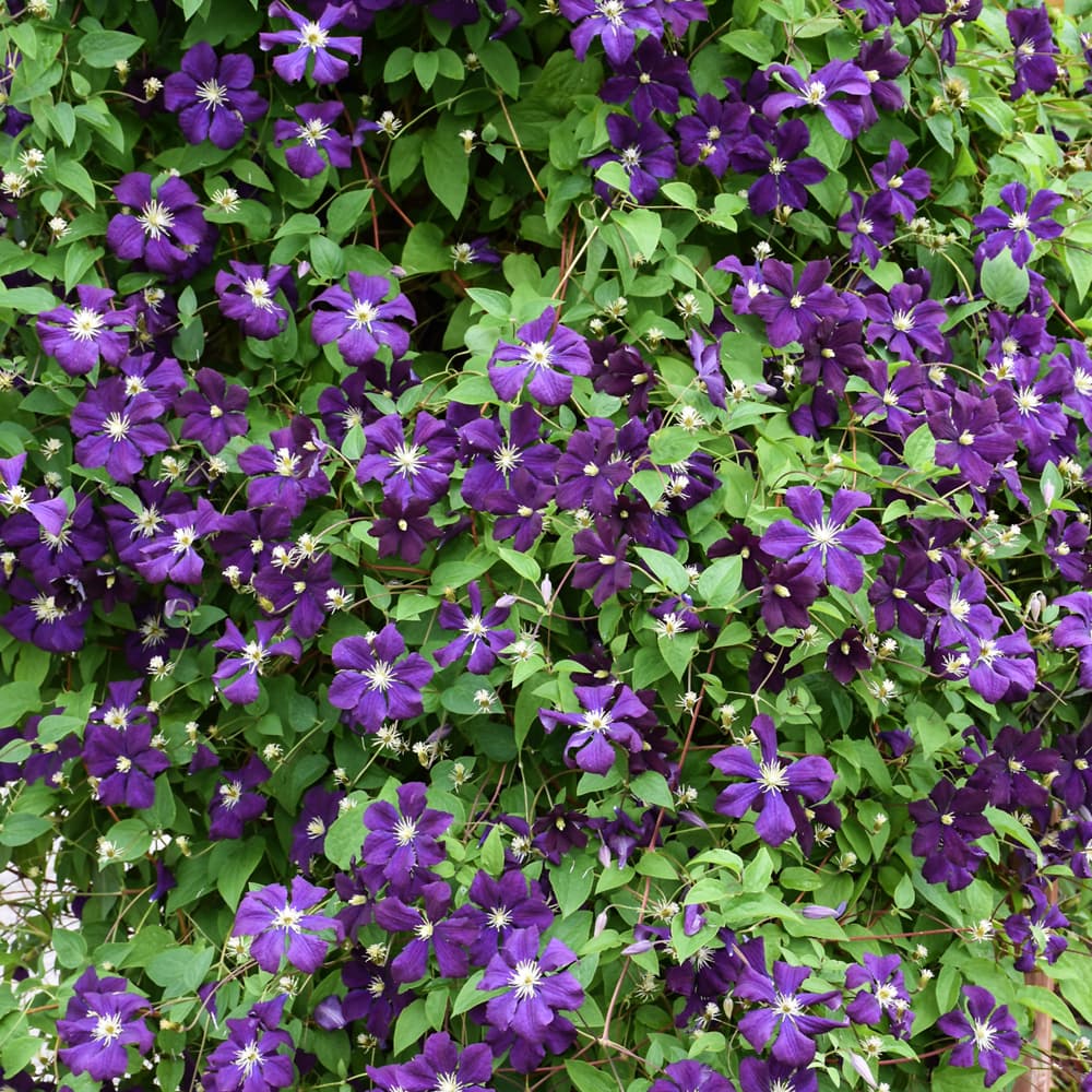 Clematis Jackmanii Superba