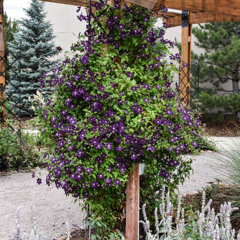 NetPS Plant Finder (www.netpsplantfinder.com)