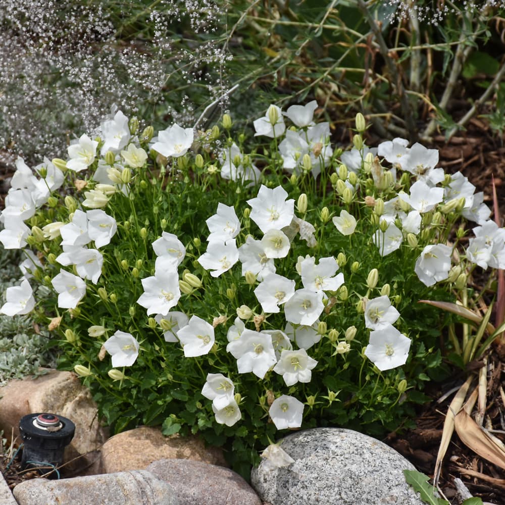 NetPS Plant Finder (www.netpsplantfinder.com)