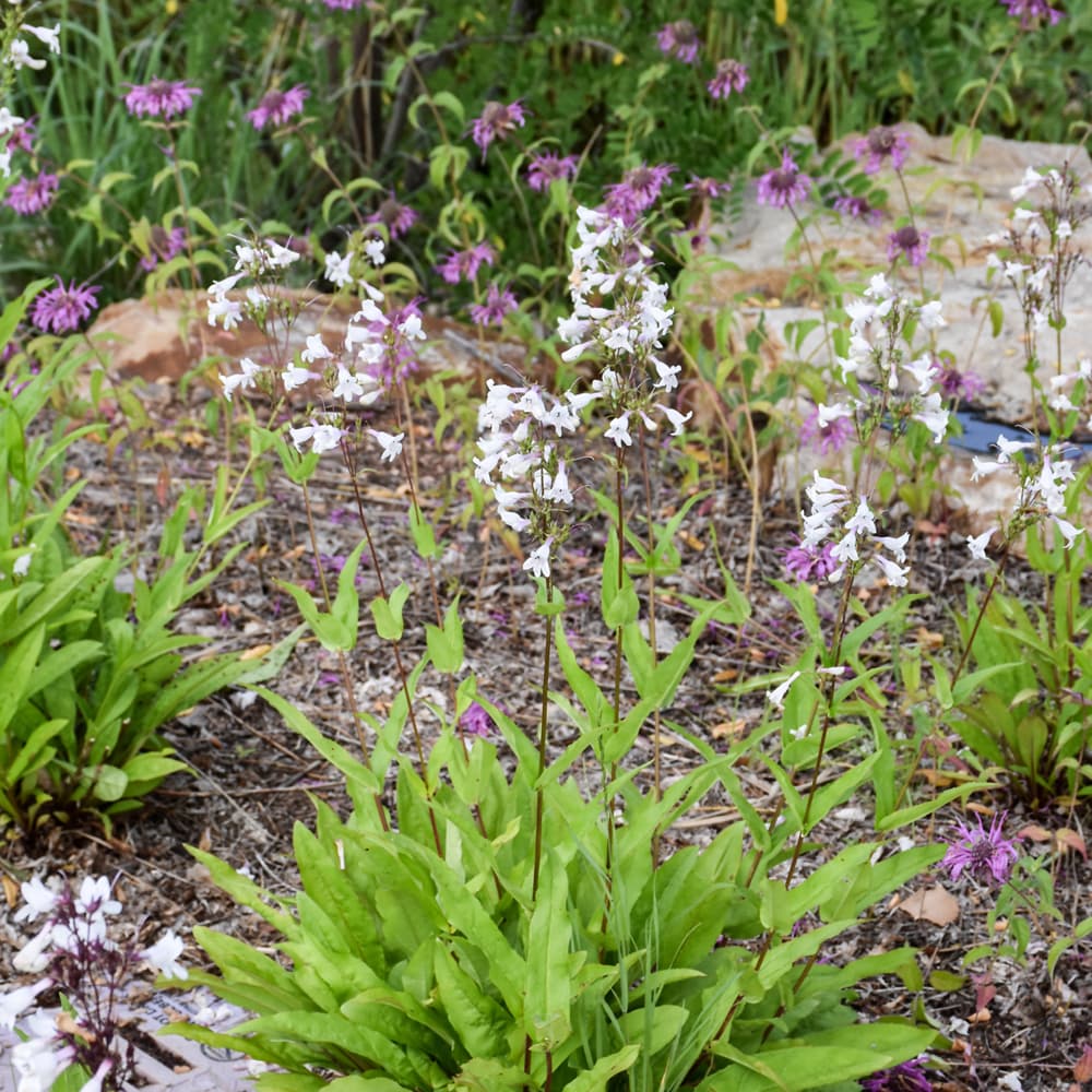NetPS Plant Finder (www.netpsplantfinder.com)