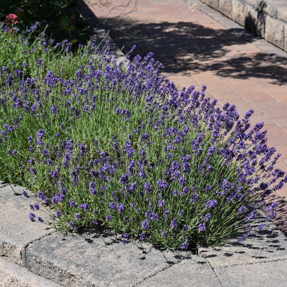 Lavender Munstead