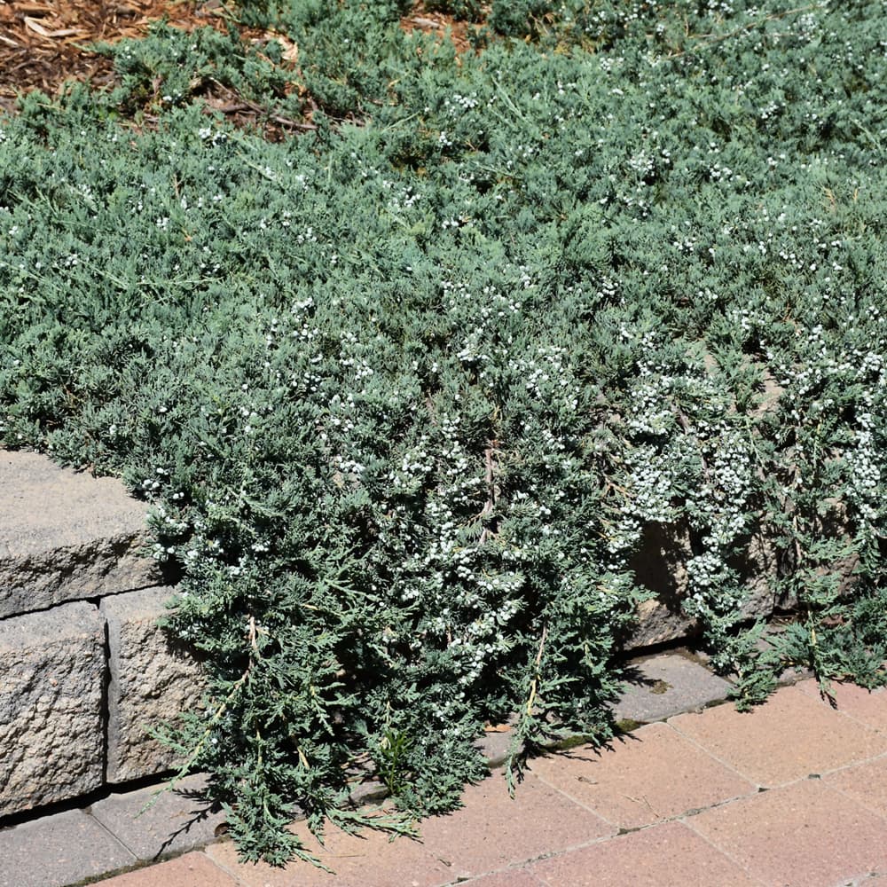 NetPS Plant Finder (www.netpsplantfinder.com)