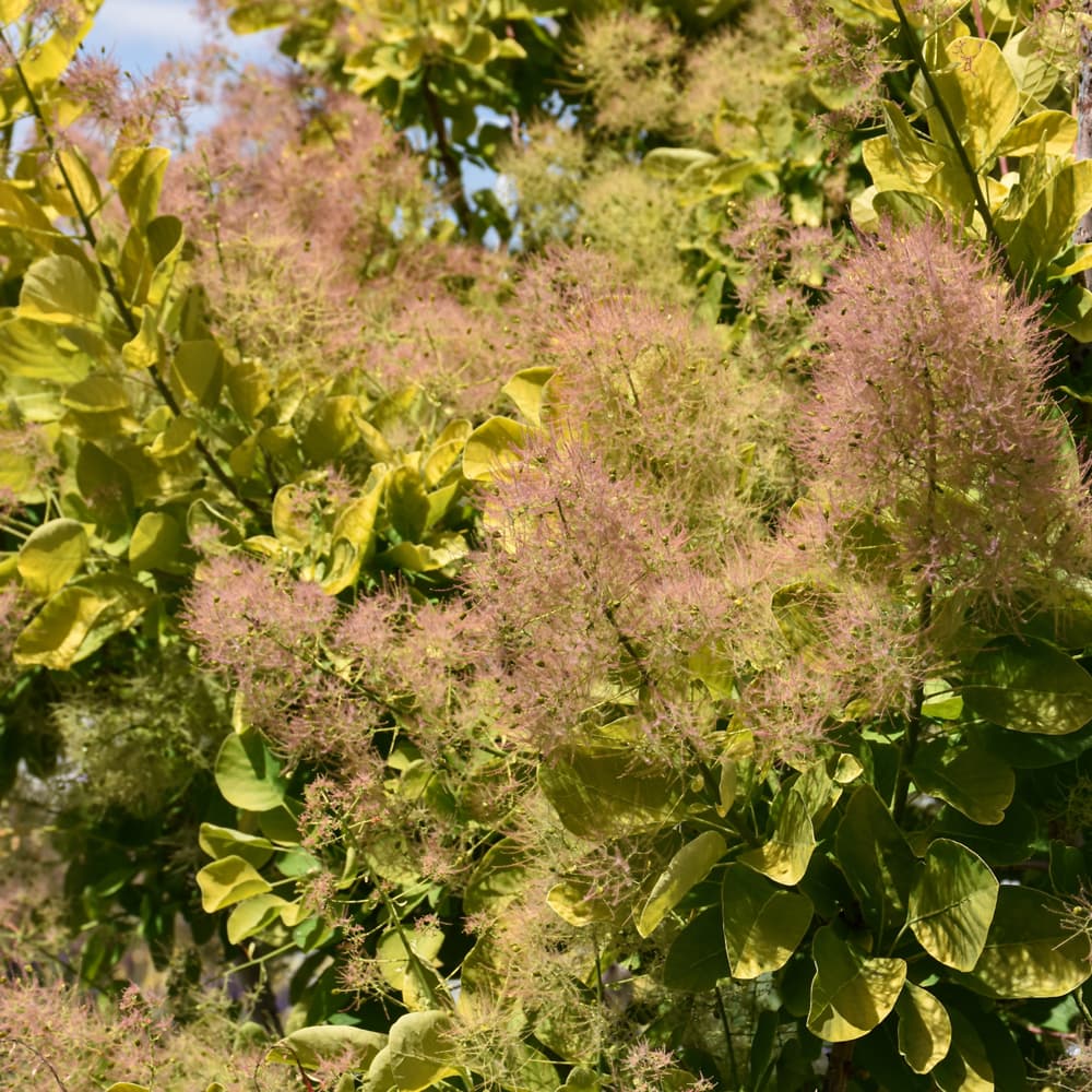 NetPS Plant Finder (www.netpsplantfinder.com)