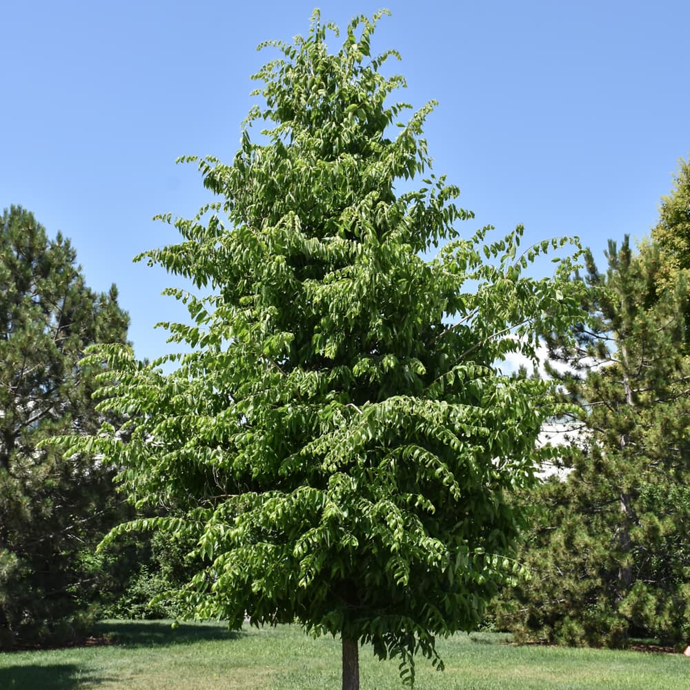 NetPS Plant Finder (www.netpsplantfinder.com)