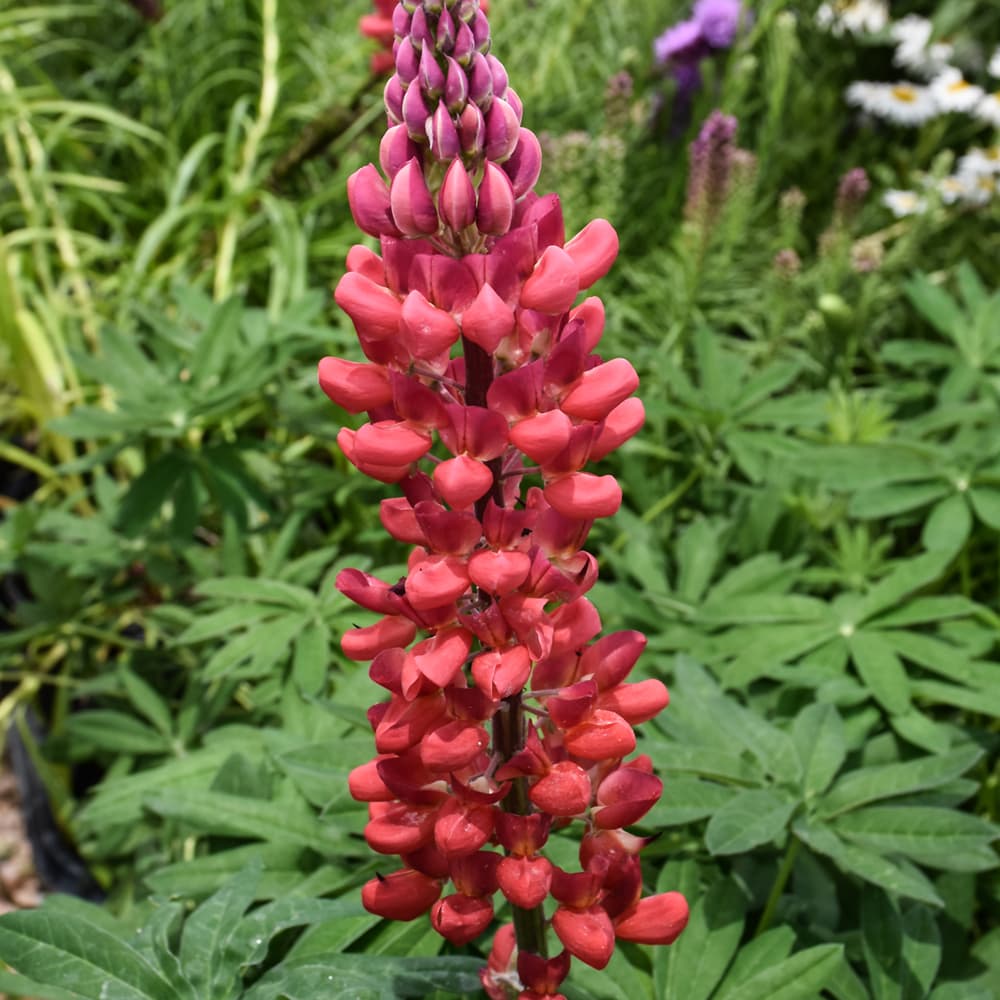 NetPS Plant Finder (www.netpsplantfinder.com)