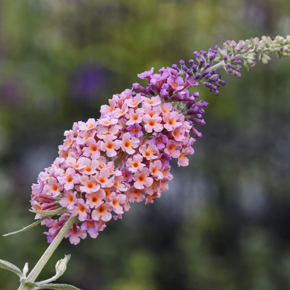 Butterfly Bush Bicolor