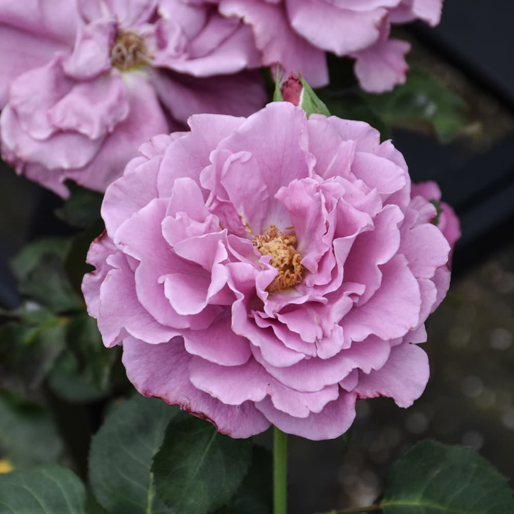 NetPS Plant Finder (www.netpsplantfinder.com)