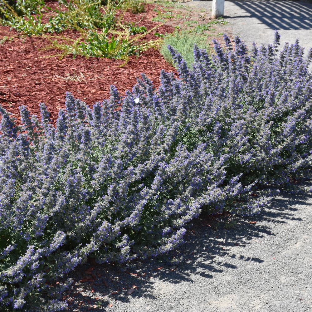 Nepeta Walkers Low