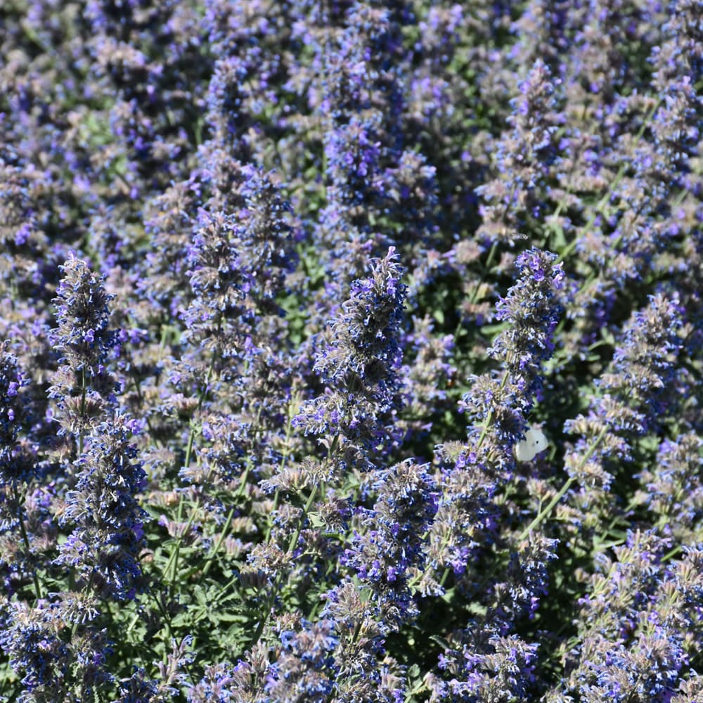 NetPS Plant Finder (www.netpsplantfinder.com)