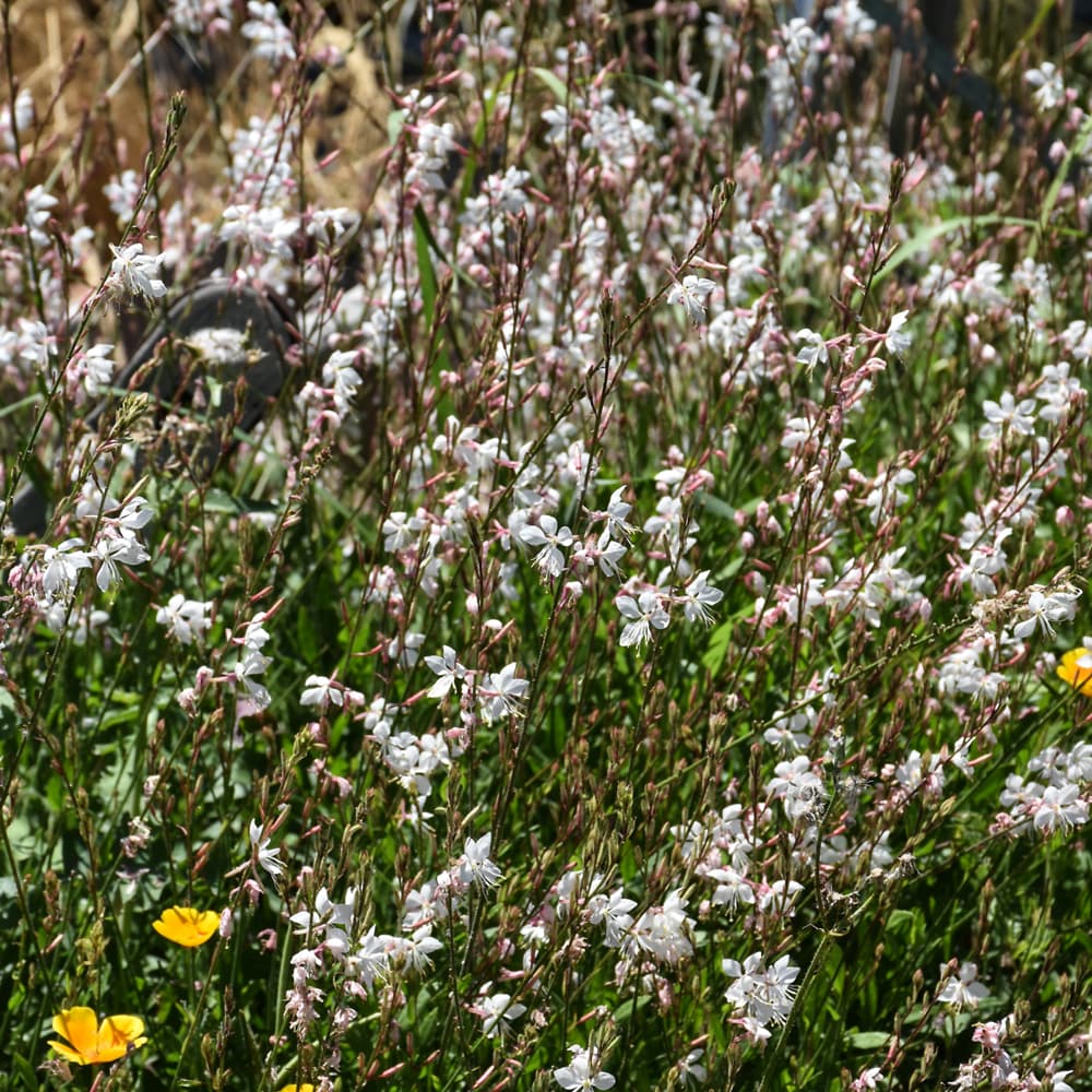 NetPS Plant Finder (www.netpsplantfinder.com)