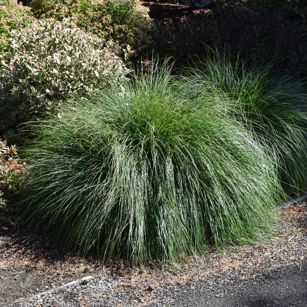 NetPS Plant Finder (www.netpsplantfinder.com)