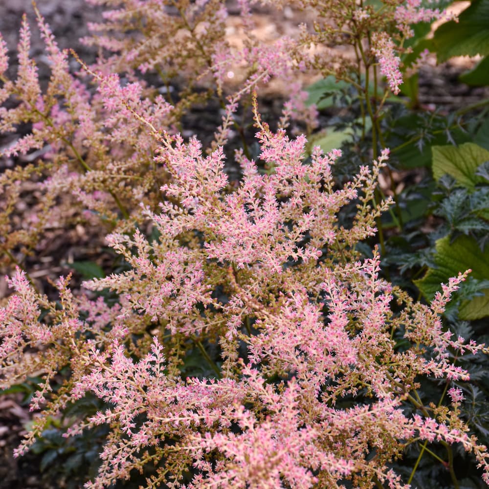 Astilbe Hennie Graafland