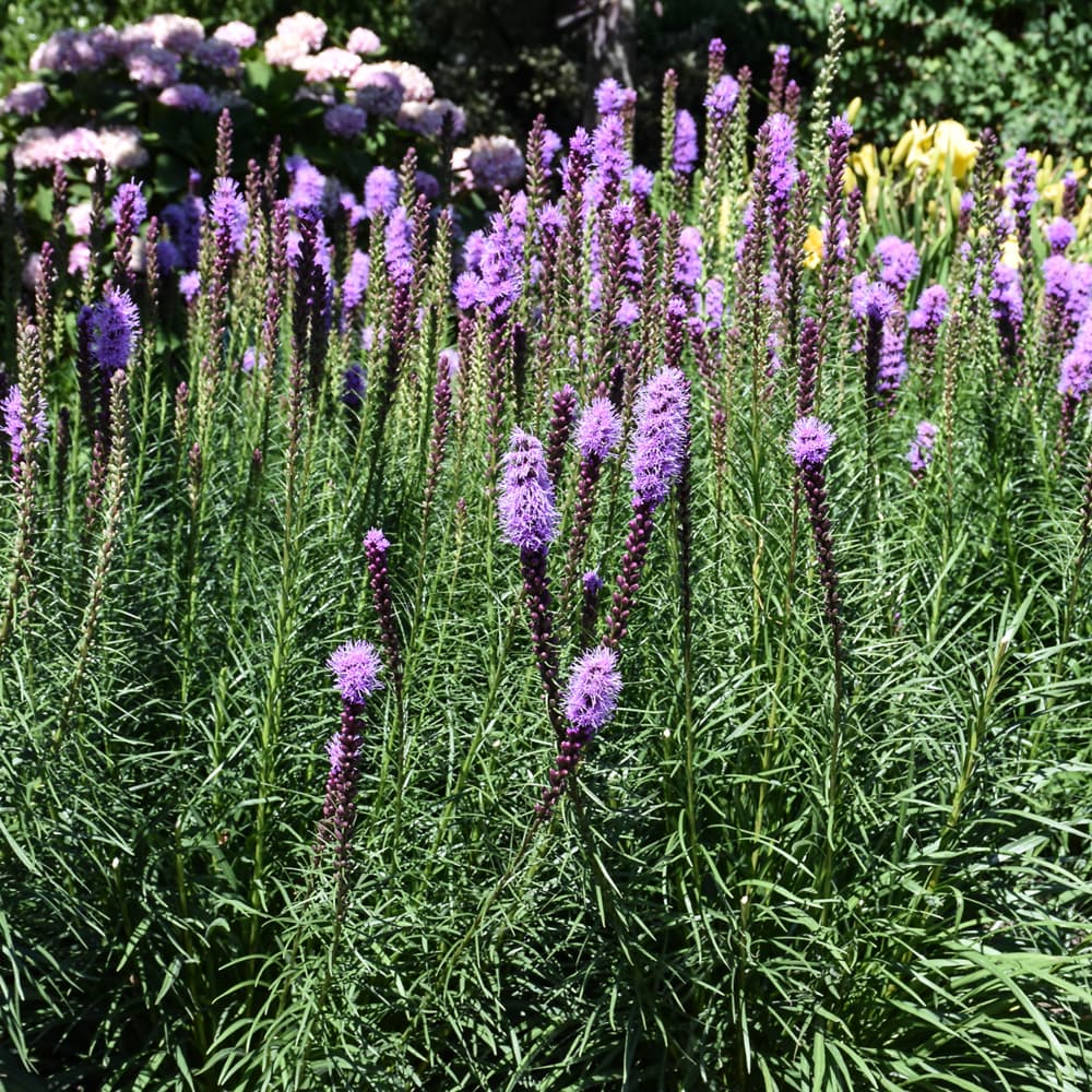 NetPS Plant Finder (www.netpsplantfinder.com)