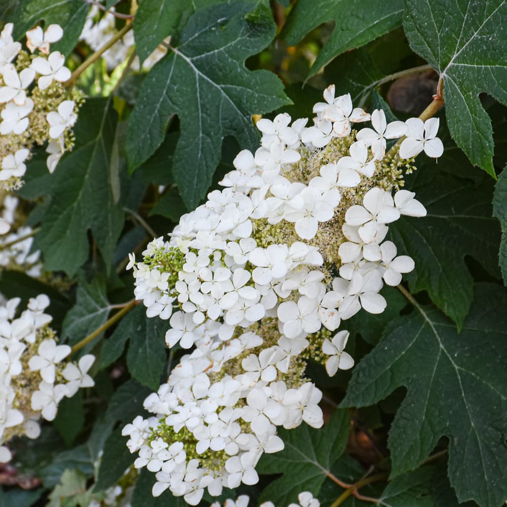 NetPS Plant Finder (www.netpsplantfinder.com)