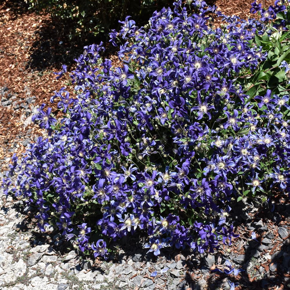 NetPS Plant Finder (www.netpsplantfinder.com)