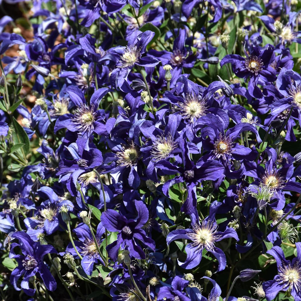 Clematis Sapphire Indigo
