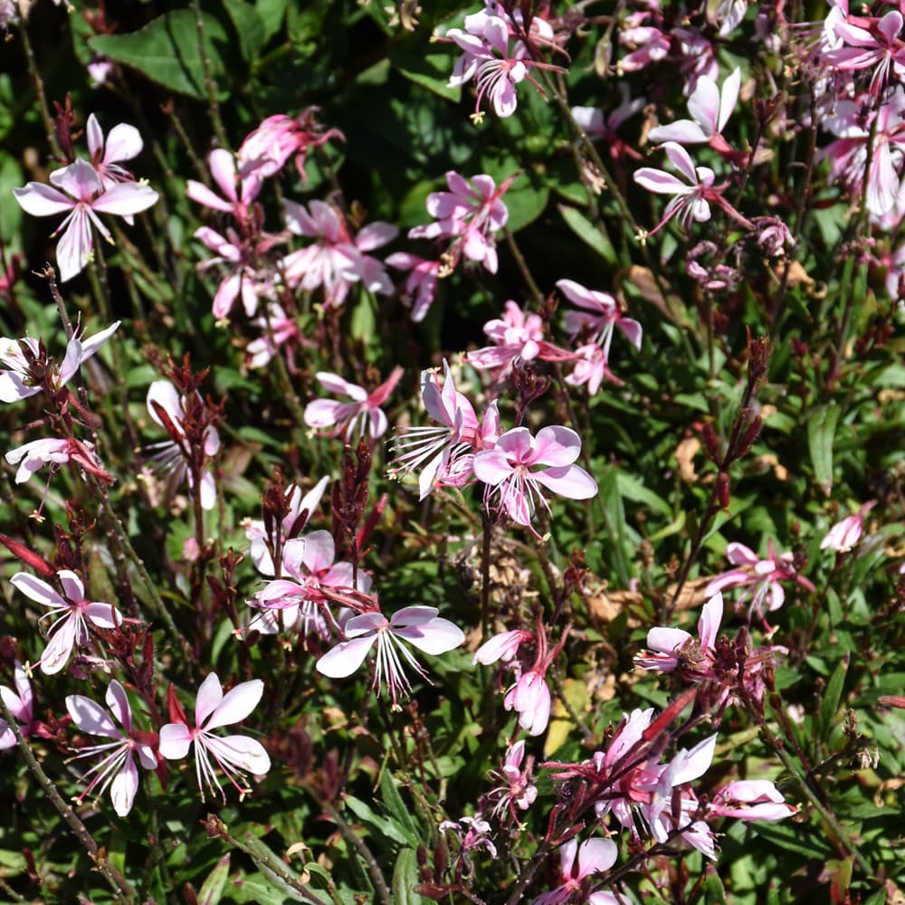 NetPS Plant Finder (www.netpsplantfinder.com)