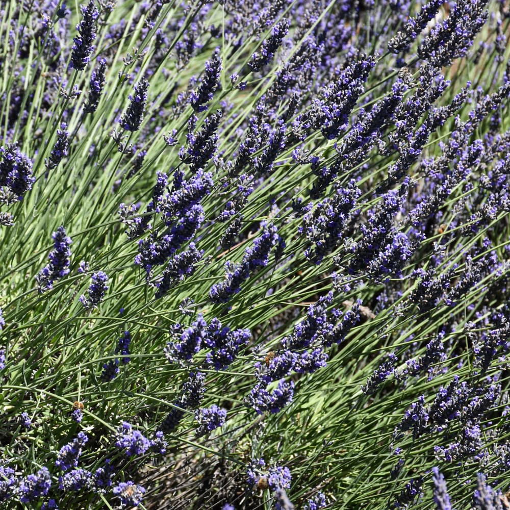 NetPS Plant Finder (www.netpsplantfinder.com)