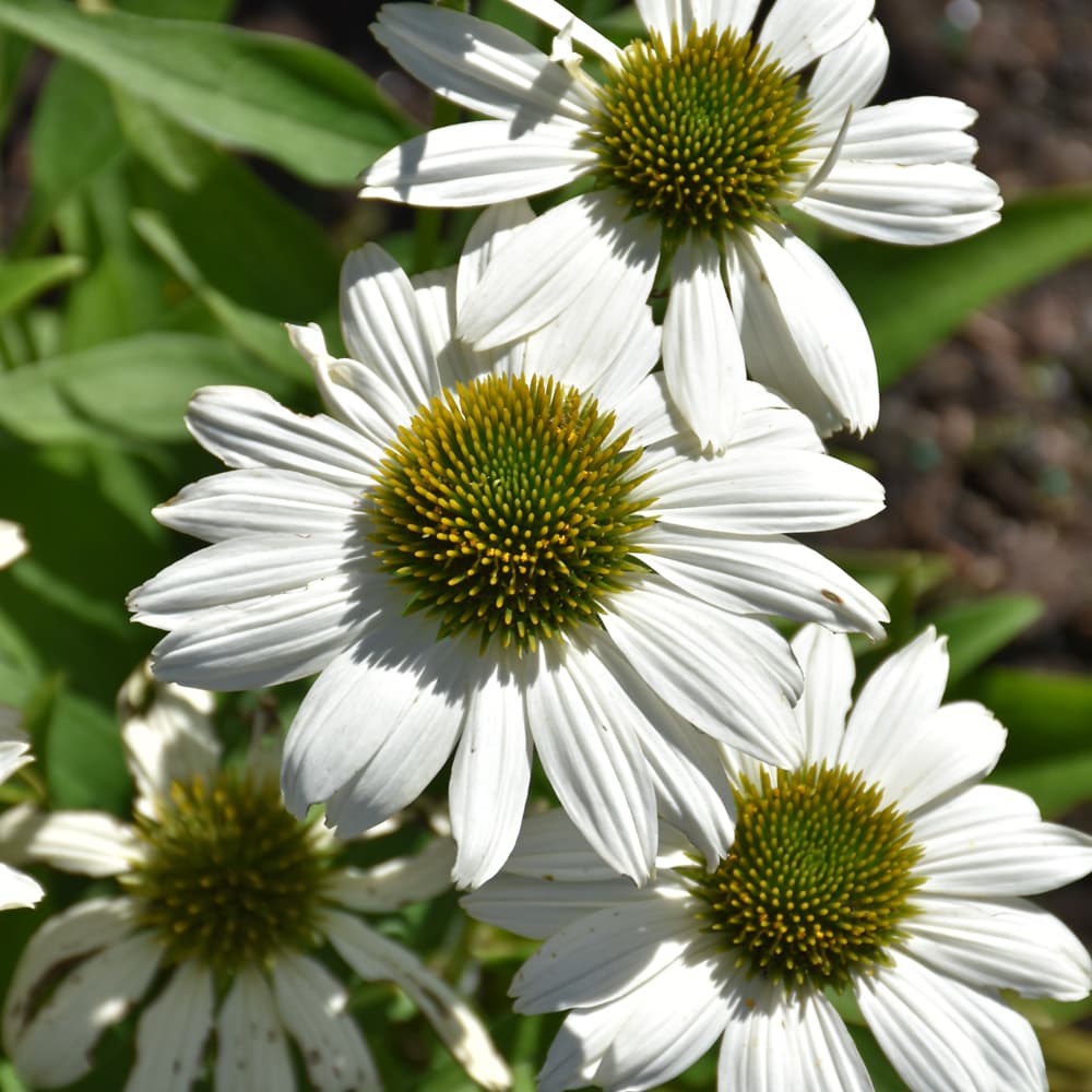 NetPS Plant Finder (www.netpsplantfinder.com)