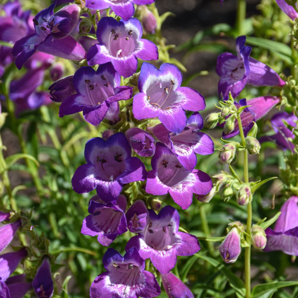 NetPS Plant Finder (www.netpsplantfinder.com)