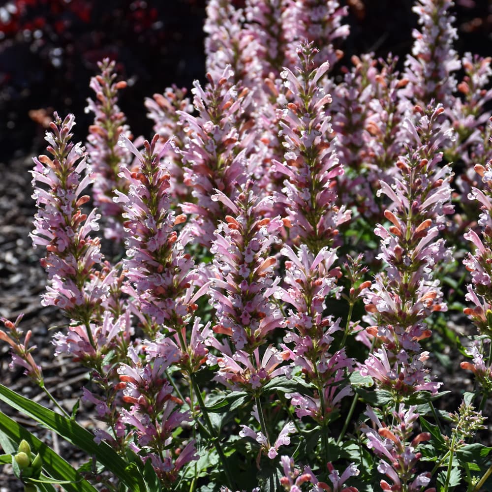 Agastache Pink Pearl