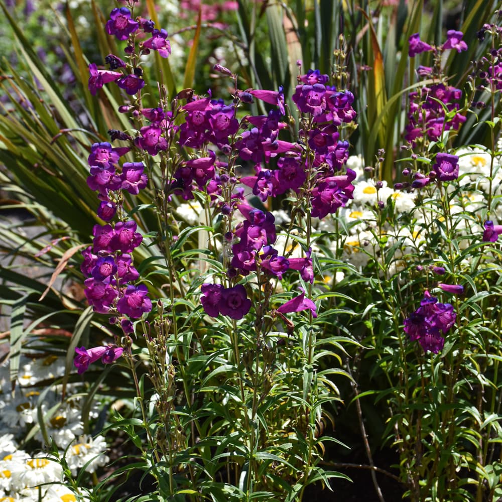 NetPS Plant Finder (www.netpsplantfinder.com)