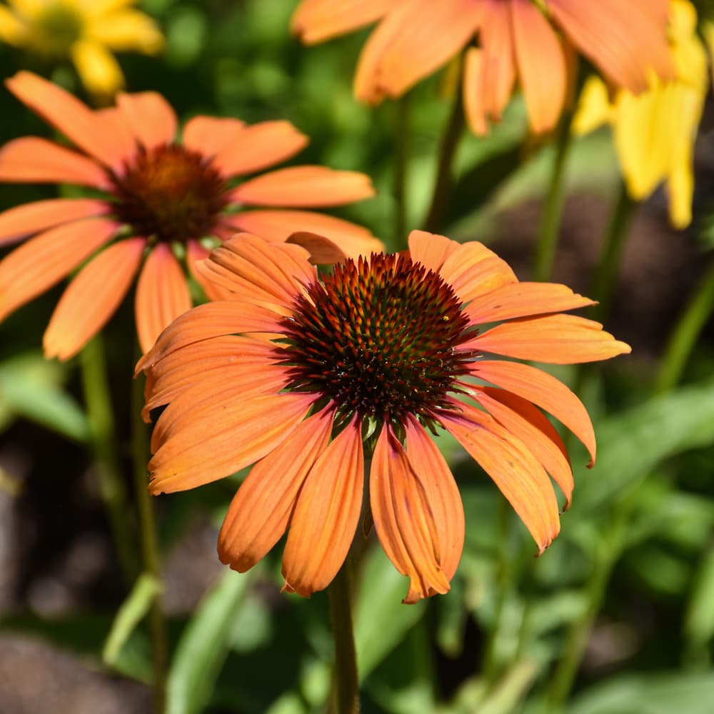 NetPS Plant Finder (www.netpsplantfinder.com)