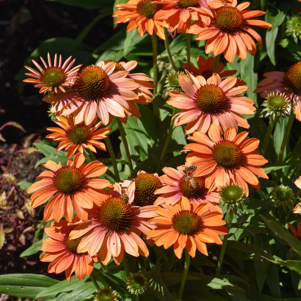 NetPS Plant Finder (www.netpsplantfinder.com)