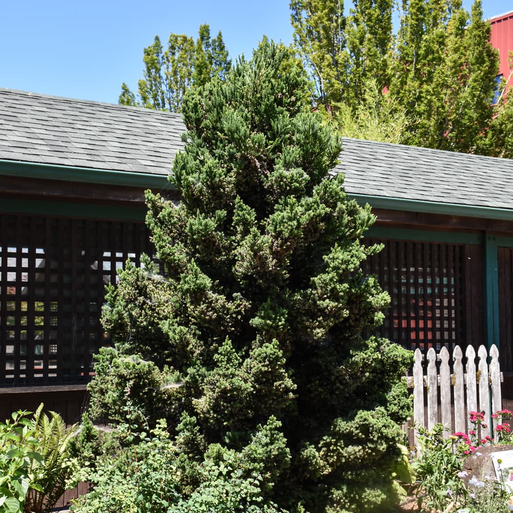 Cryptomeria Black Dragon