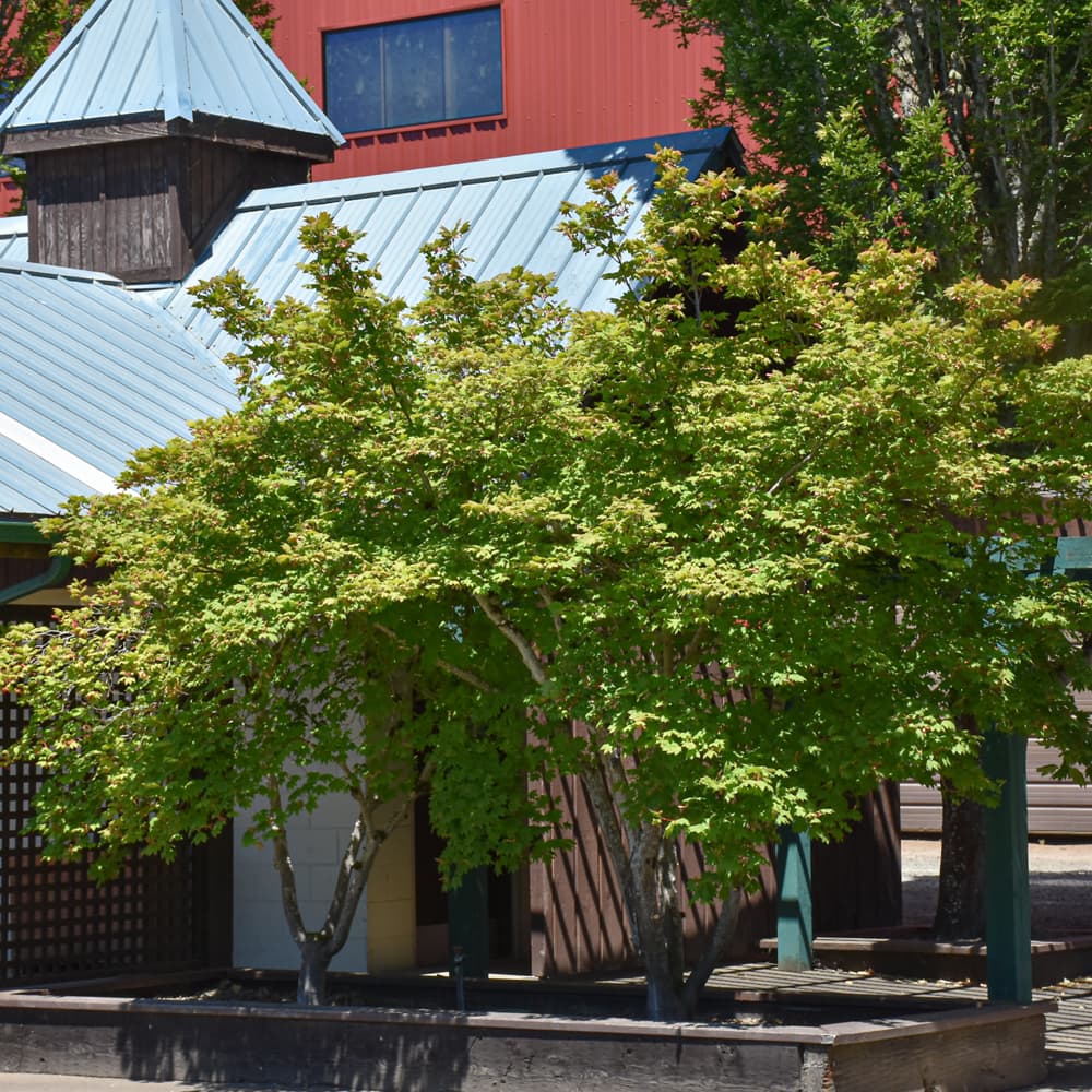 NetPS Plant Finder (www.netpsplantfinder.com)