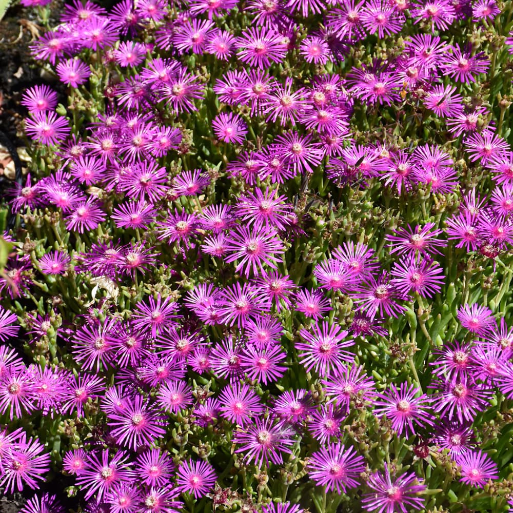 NetPS Plant Finder (www.netpsplantfinder.com)