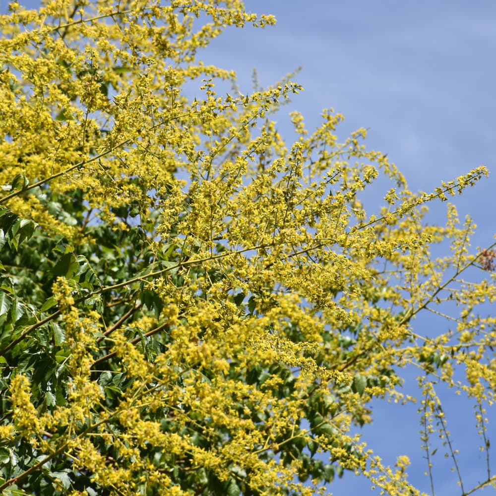 NetPS Plant Finder (www.netpsplantfinder.com)