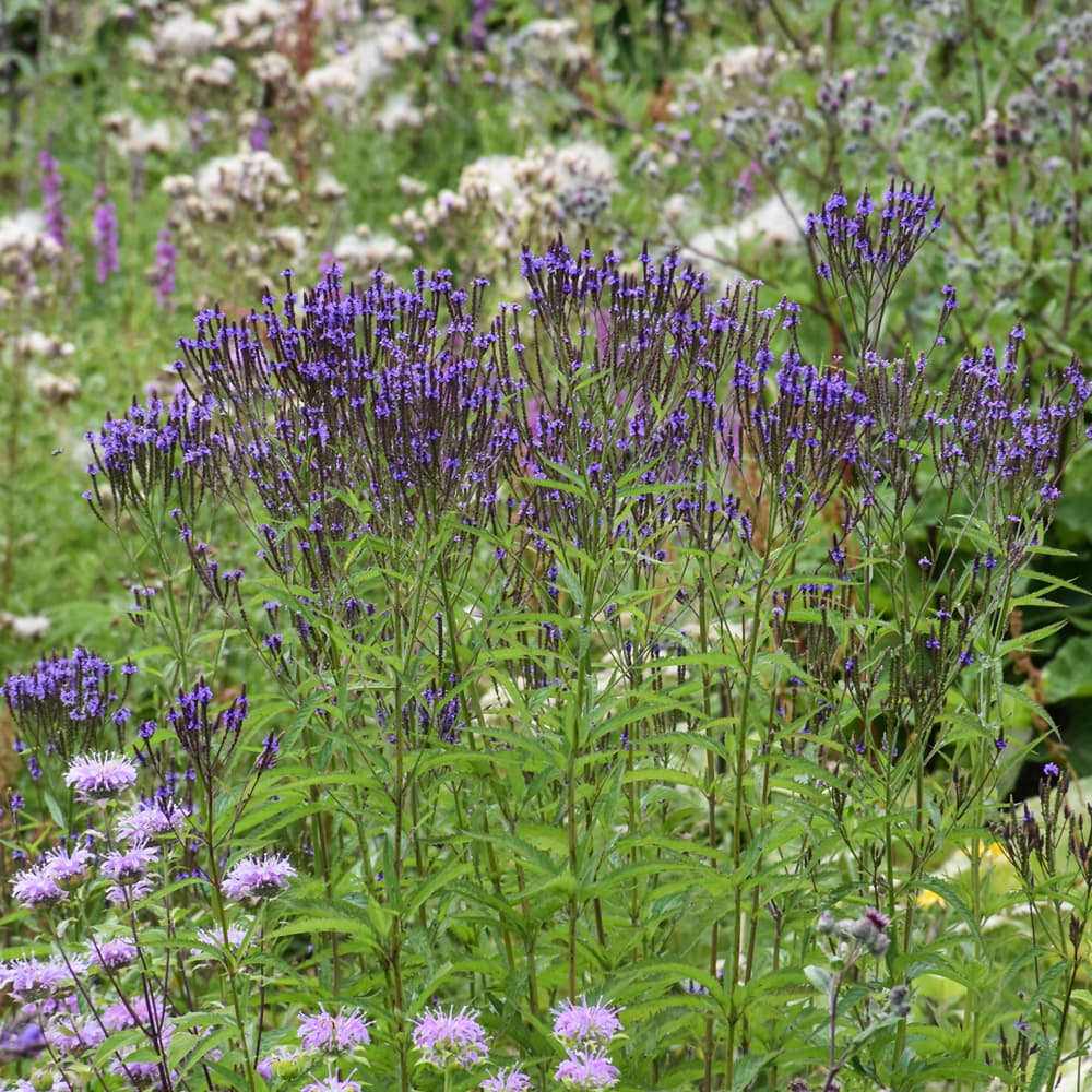 NetPS Plant Finder (www.netpsplantfinder.com)