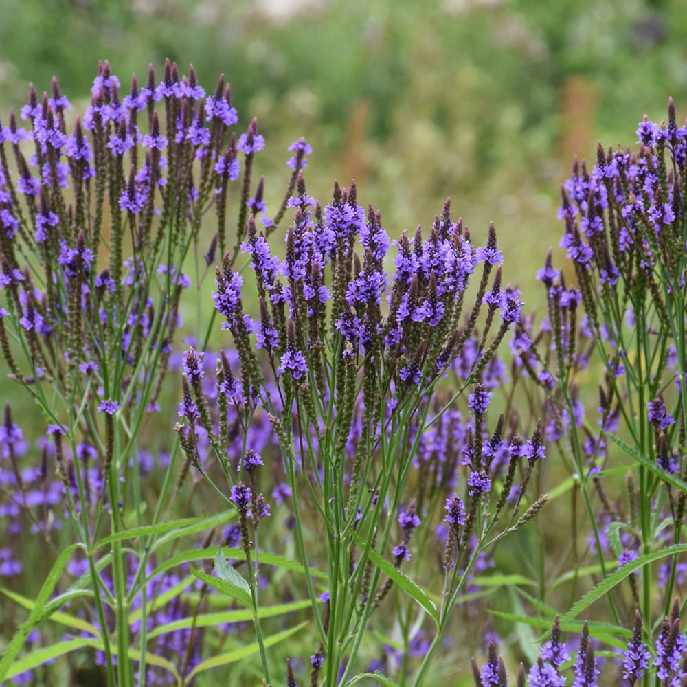 NetPS Plant Finder (www.netpsplantfinder.com)