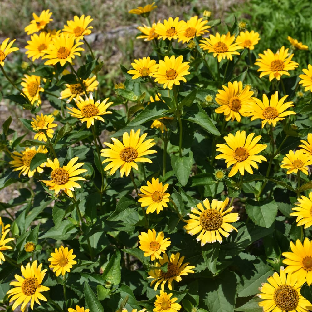 NetPS Plant Finder (www.netpsplantfinder.com)