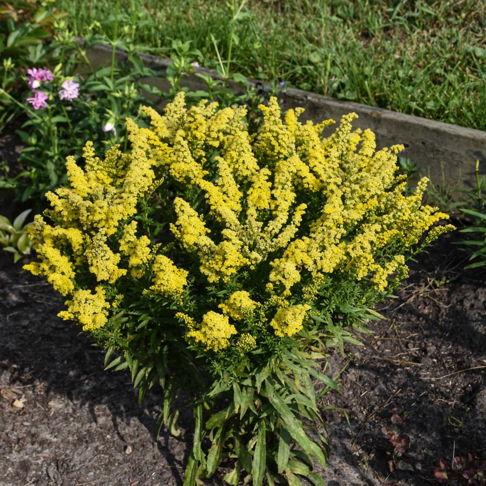 NetPS Plant Finder (www.netpsplantfinder.com)