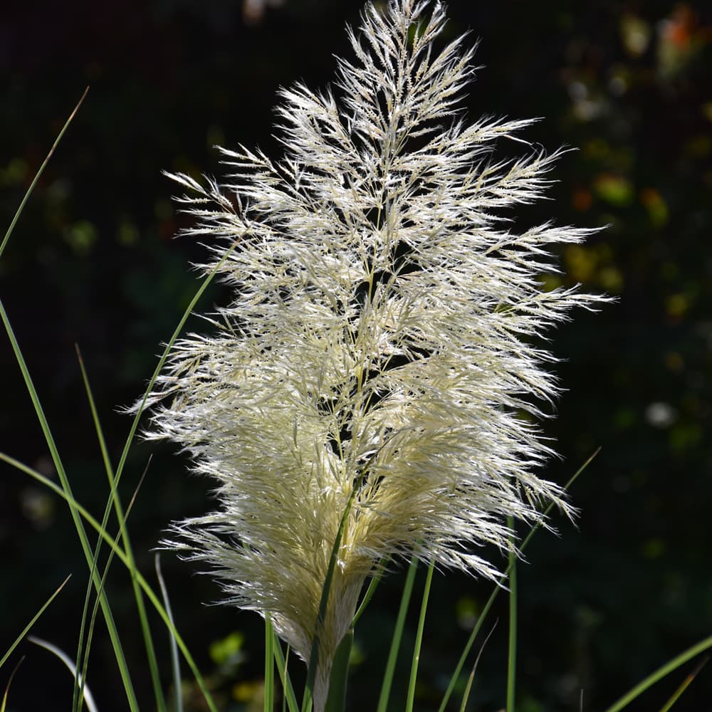 NetPS Plant Finder (www.netpsplantfinder.com)