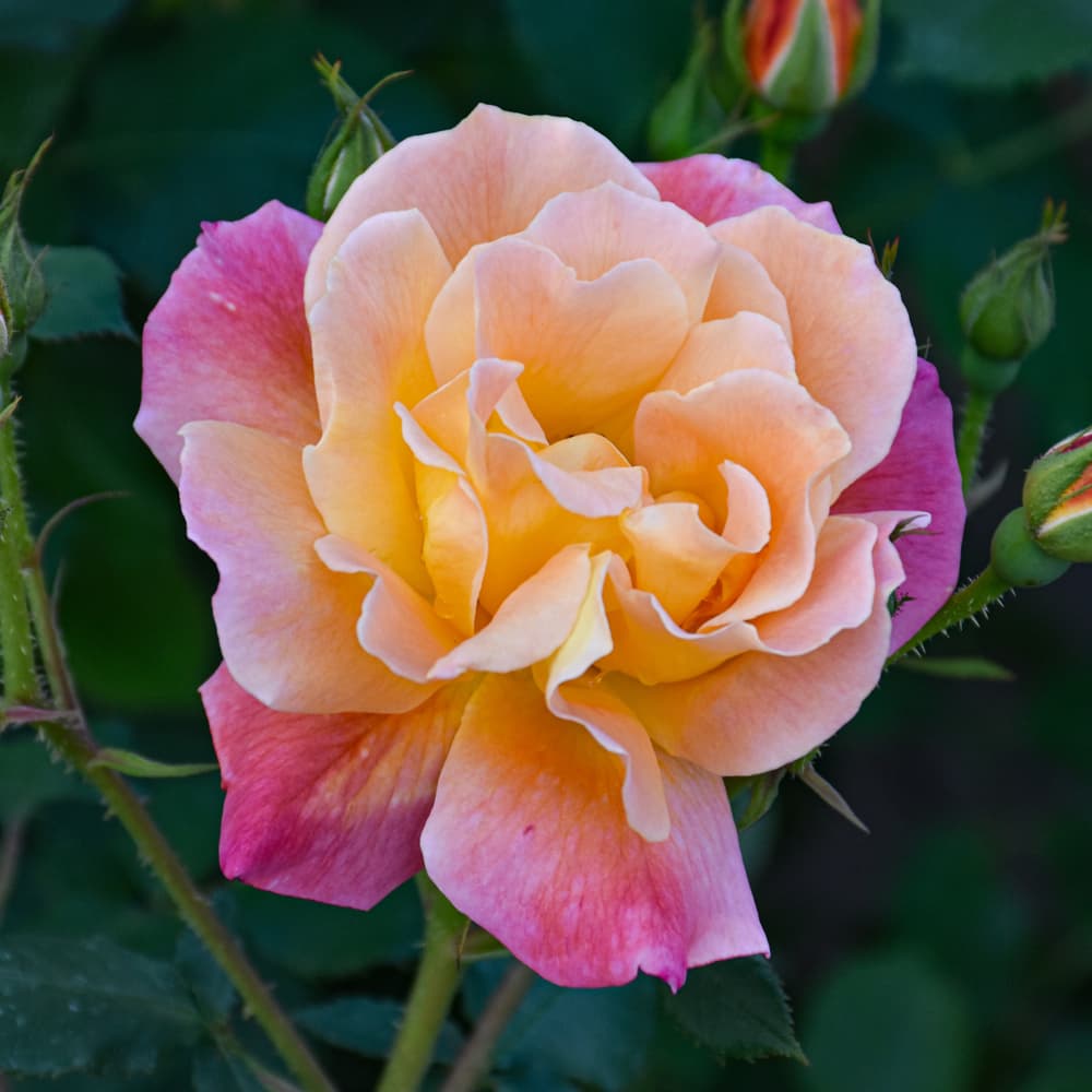 NetPS Plant Finder (www.netpsplantfinder.com)