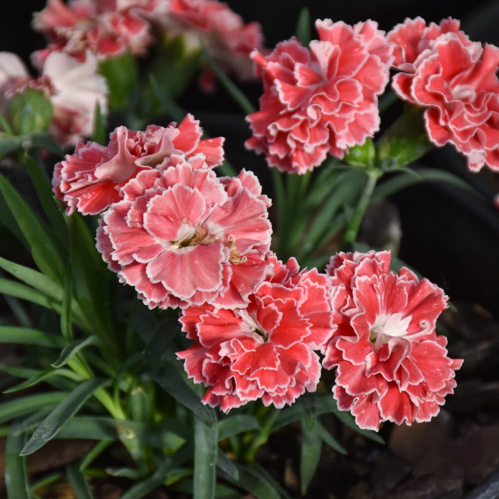 NetPS Plant Finder (www.netpsplantfinder.com)